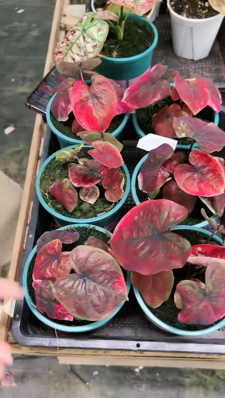 29       一颗              