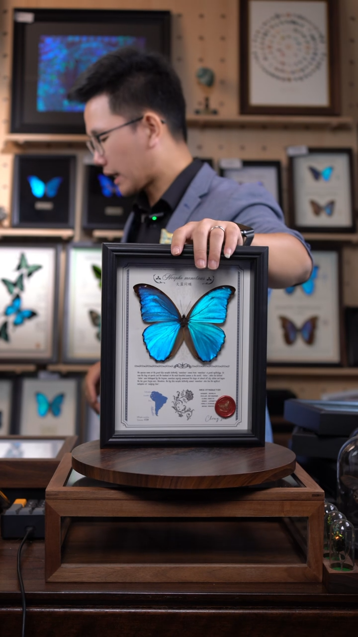 大蓝闪蝶豪华版10寸欧式框（带证书）