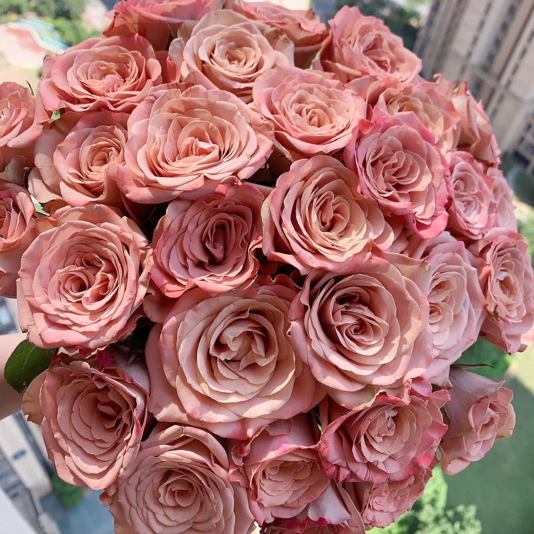 【全疆京东包邮】卡布奇诺玫瑰16枝（多给4枝售后）