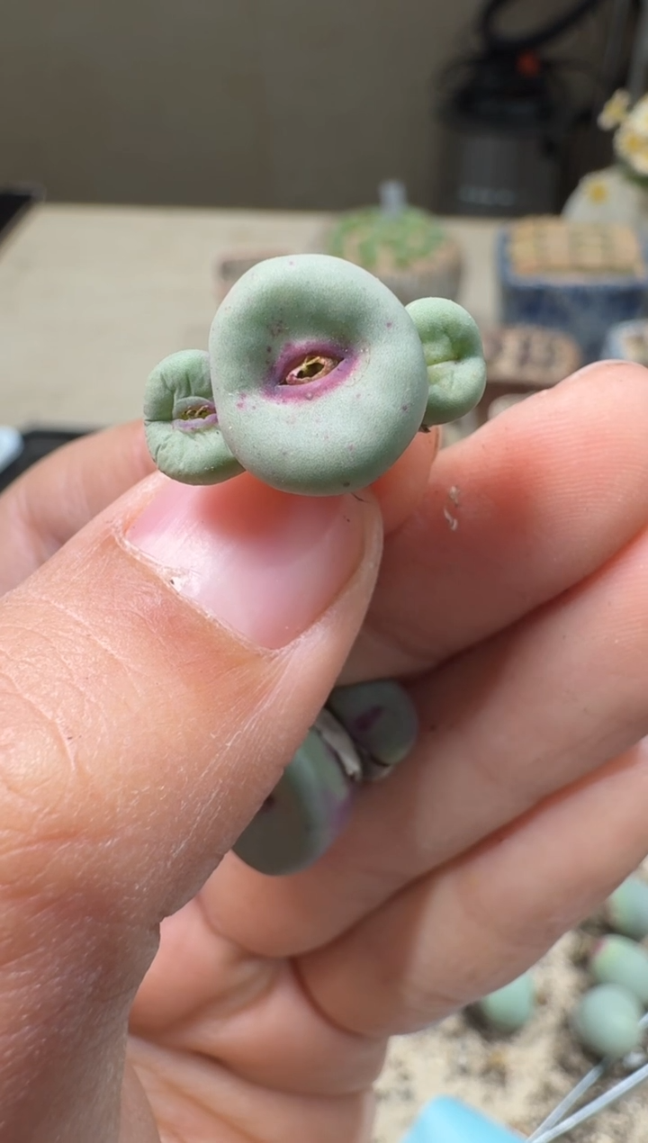 开***家30-325多肉植物肉锥0094