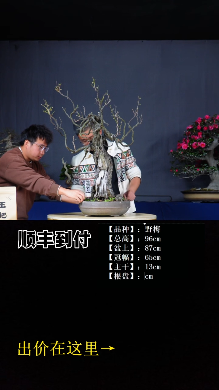 无花朵a274野梅buaboyou