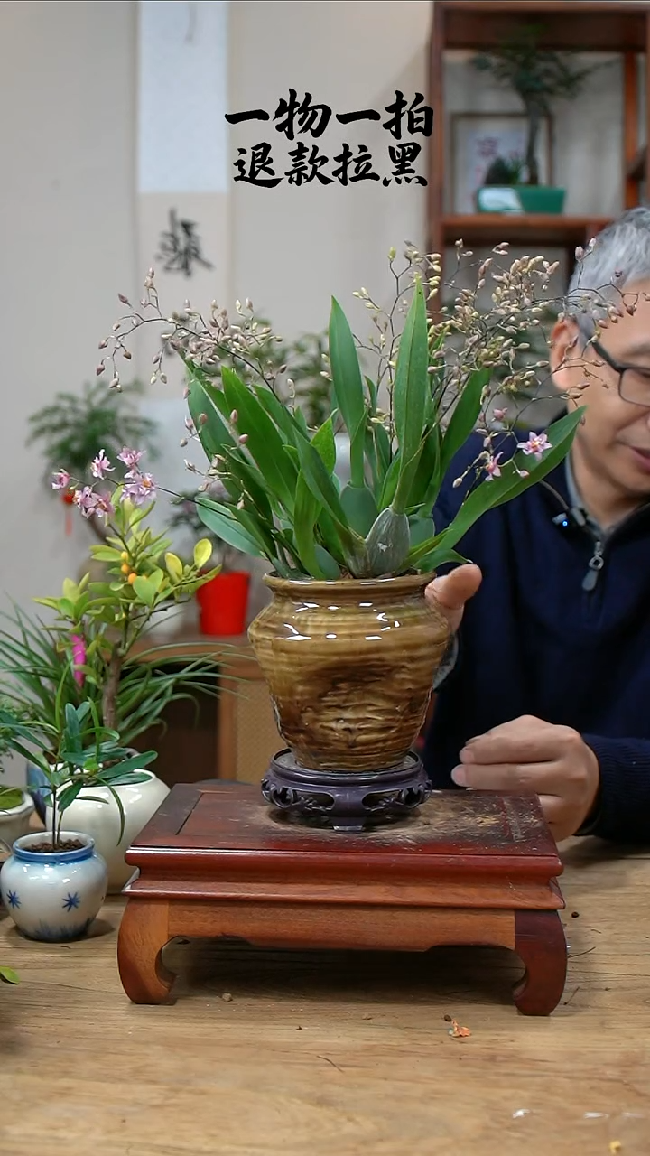 完全开放山***风文心兰321