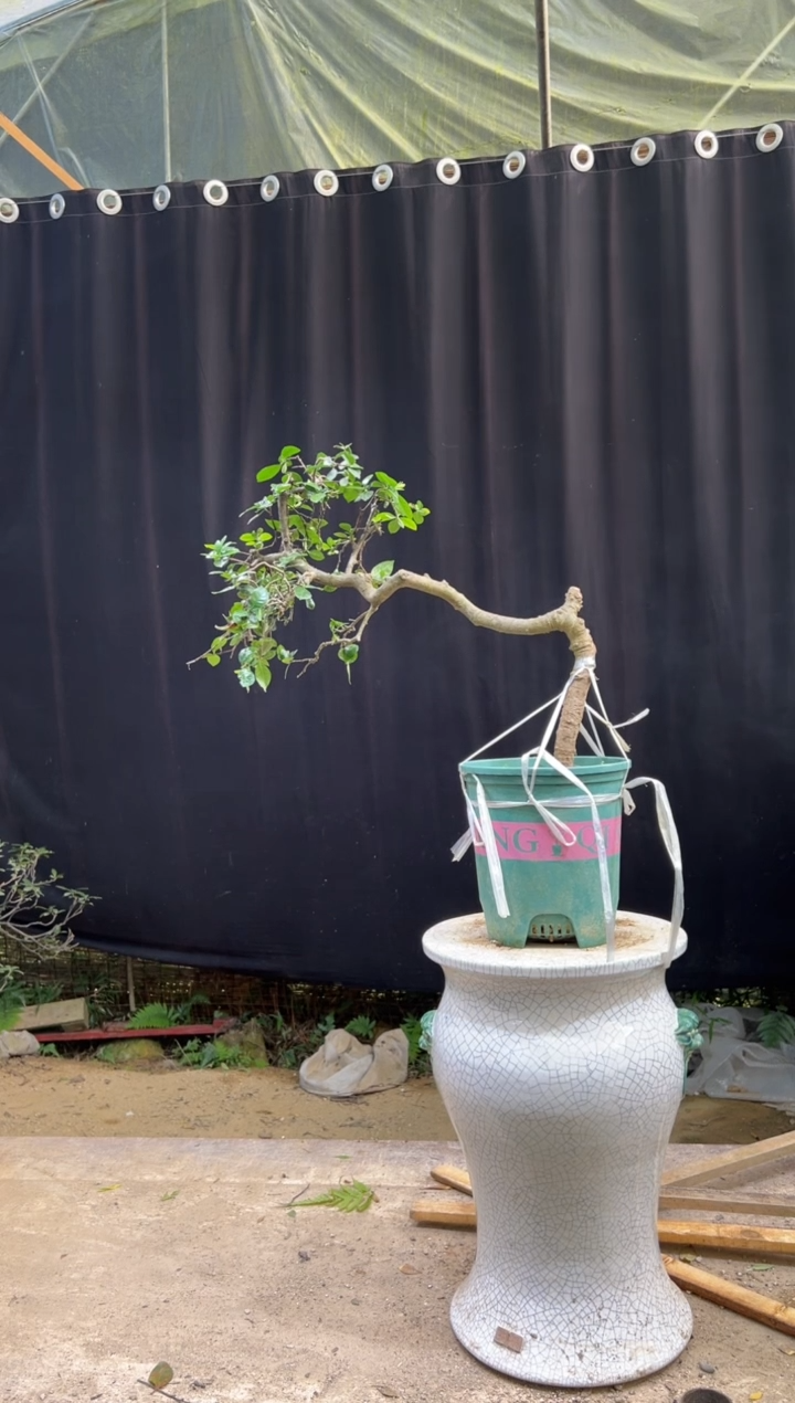 无花朵小*总海岛栀子花