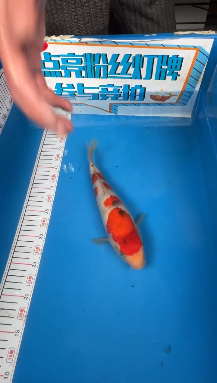 锦鲤伐***帅10号锦鲤鱼 大正 闪购