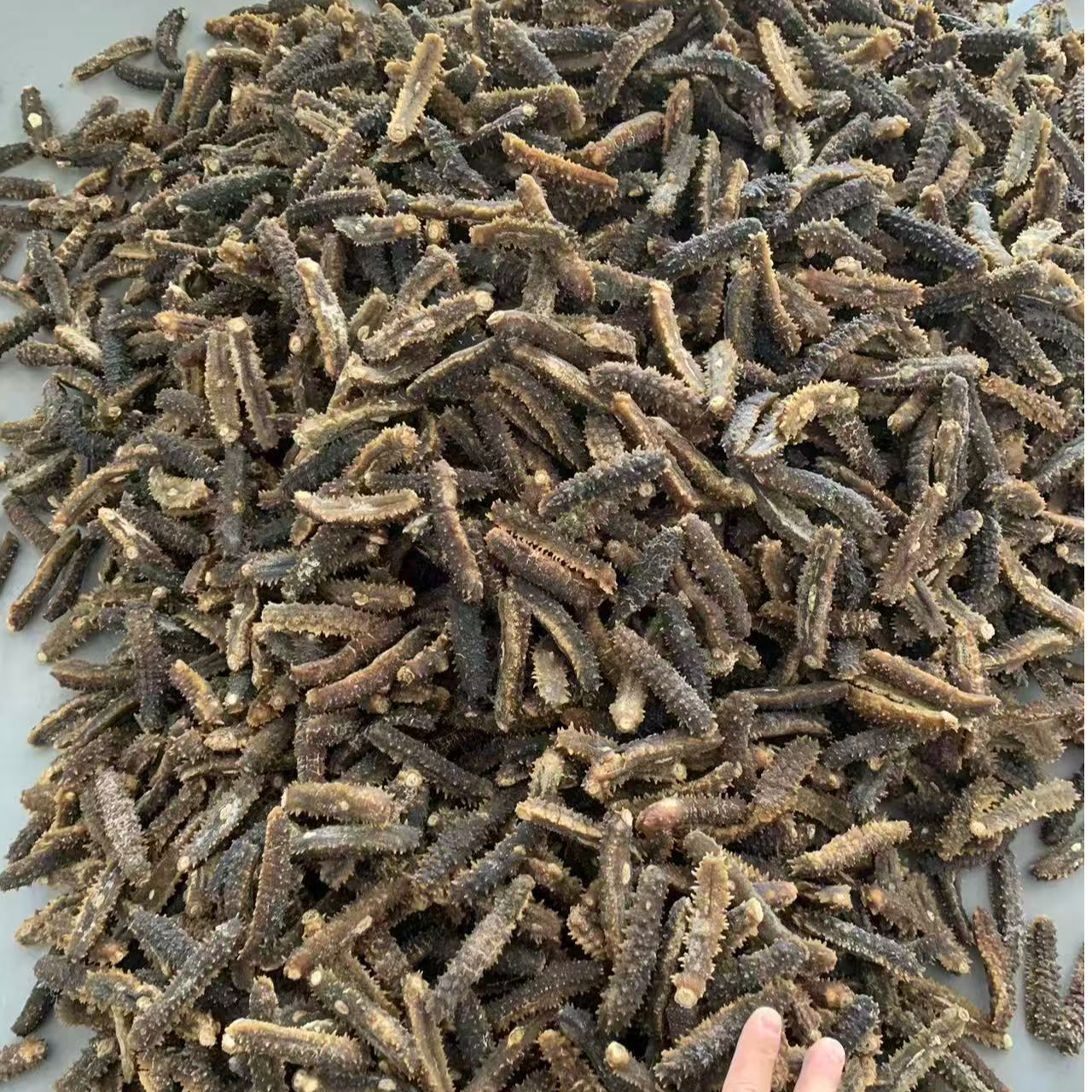 印度尼西亚  淡干皇刺参三十到四十头一斤