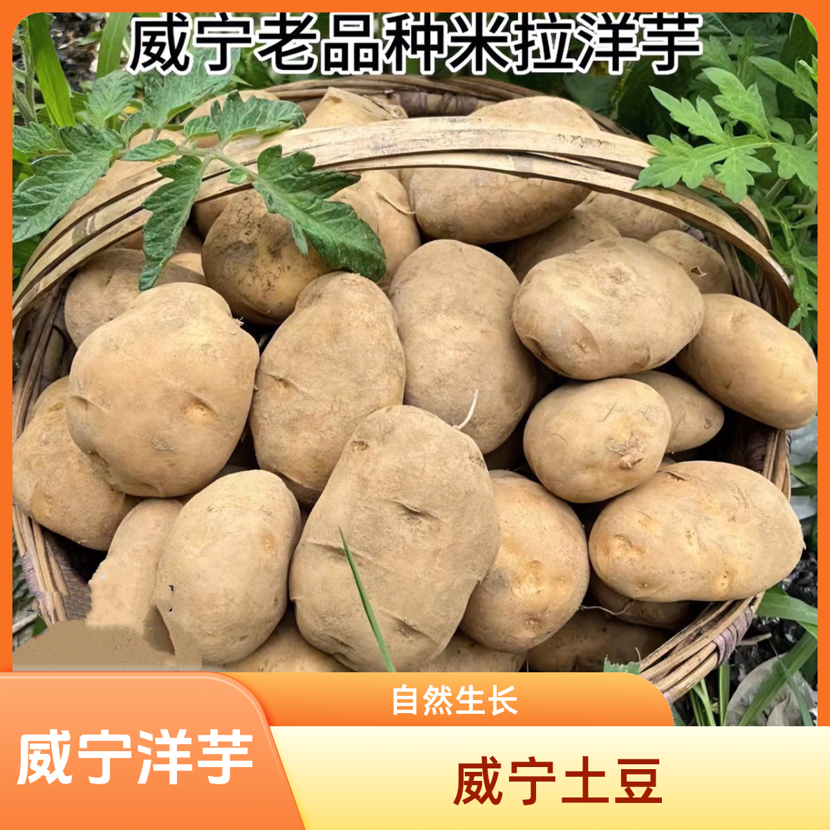 威宁老品种米拉洋芋土豆5/9斤包邮农家肥种植食用好吃