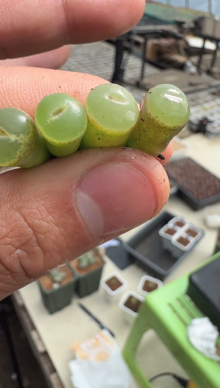 26多肉植物肉锥安格一颗