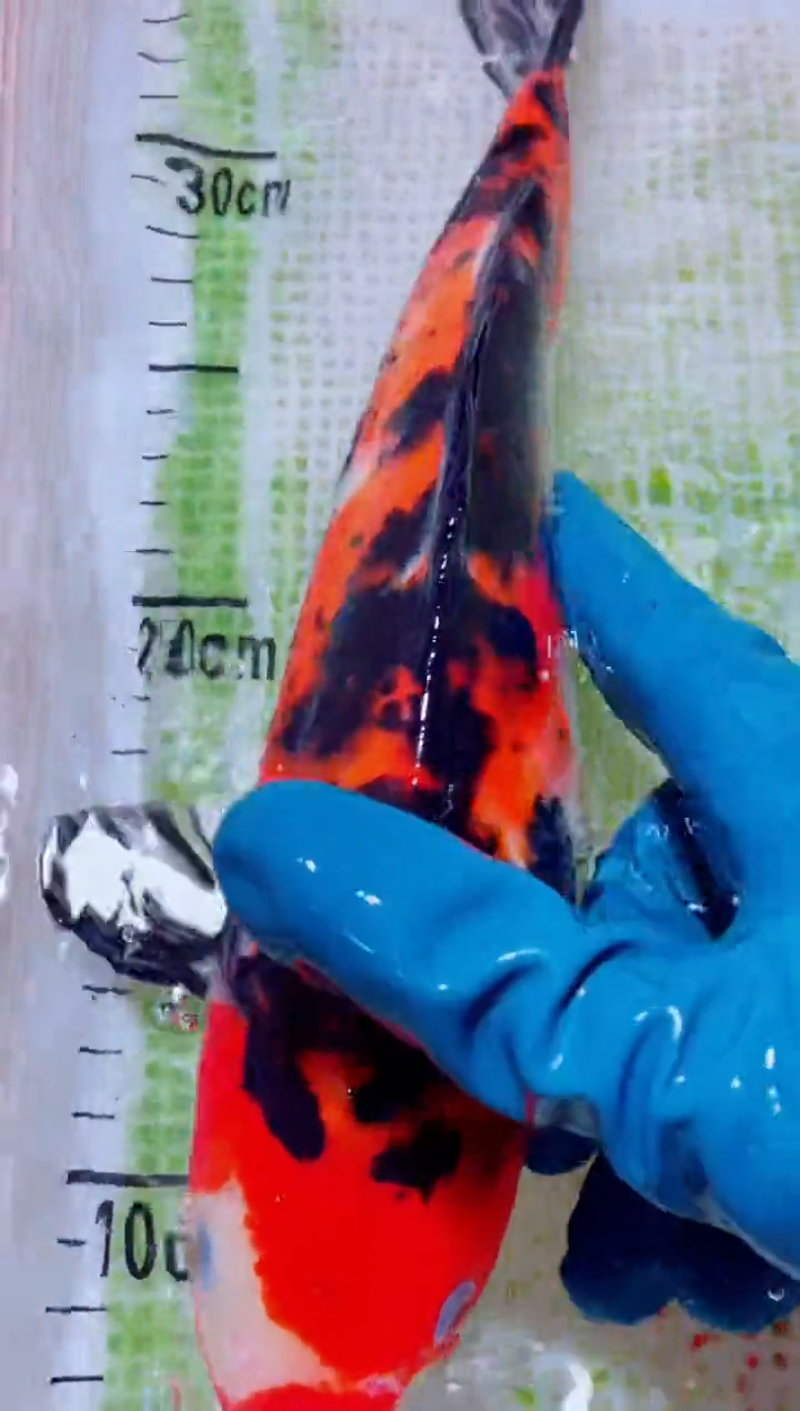 锦鲤血统锦鲤全场包邮65