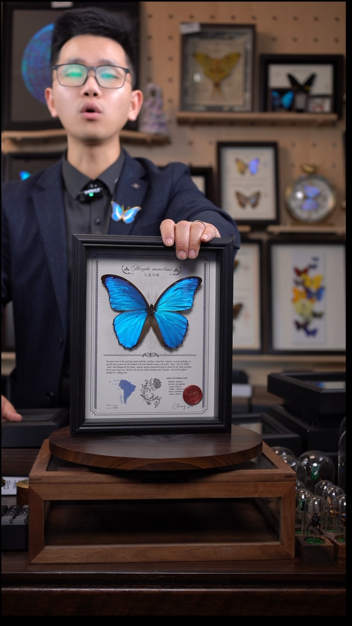 大蓝闪蝶豪华版10寸欧式框（带证书）