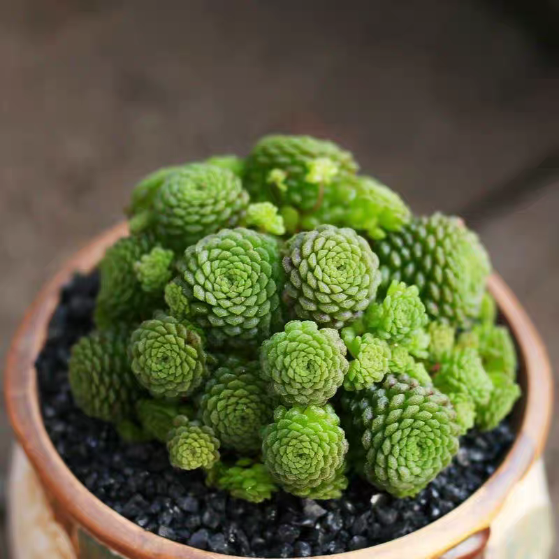 多肉植物瑞典魔男魔南伏地魔多头易爆盆办公室净化空气组合盆栽