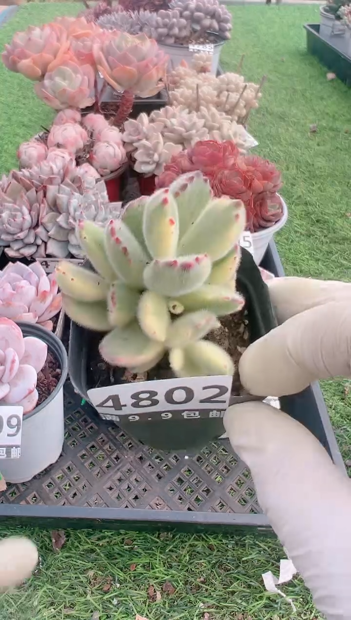 【闪购商品】信福多肉一物一拍