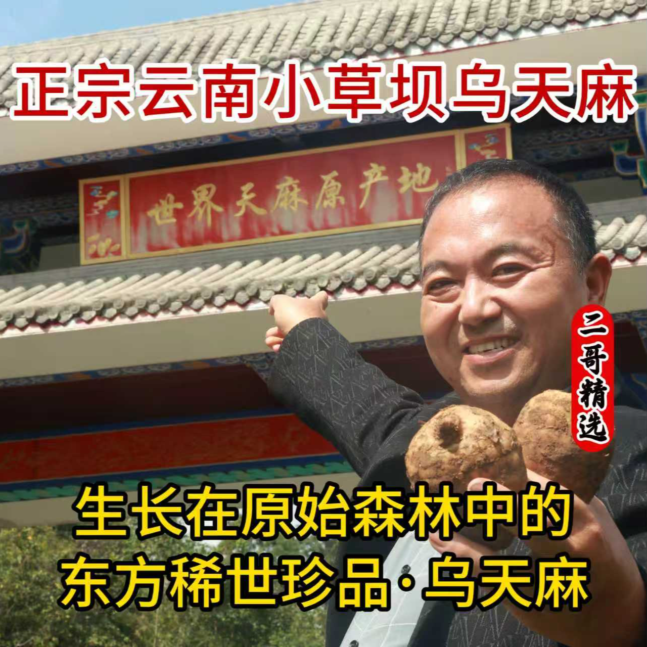 【2025宠粉钜惠】正宗云南昭通小草坝仿野生新鲜乌天麻产地直发