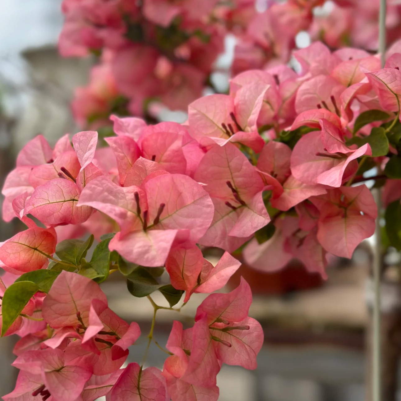 【不甜西瓜】超新勤花品种原盆原土带花带叶基地直发