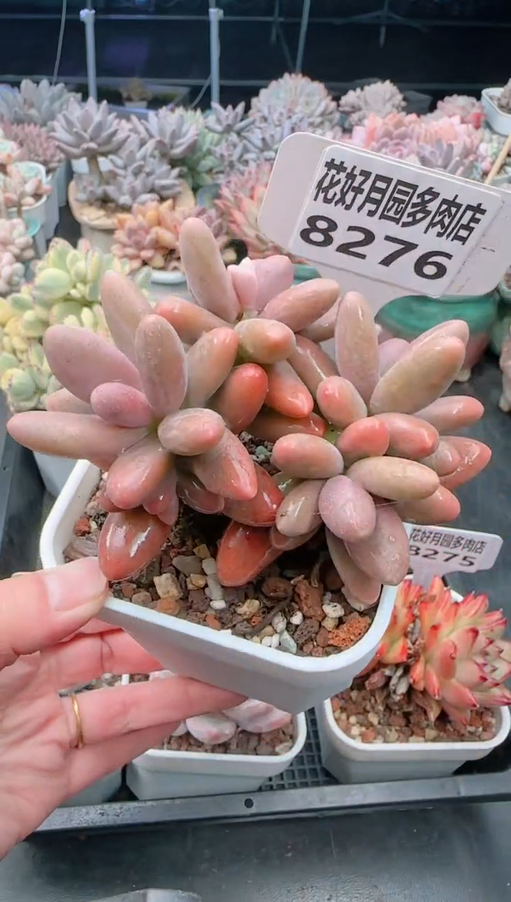 【闪购商品】8276.