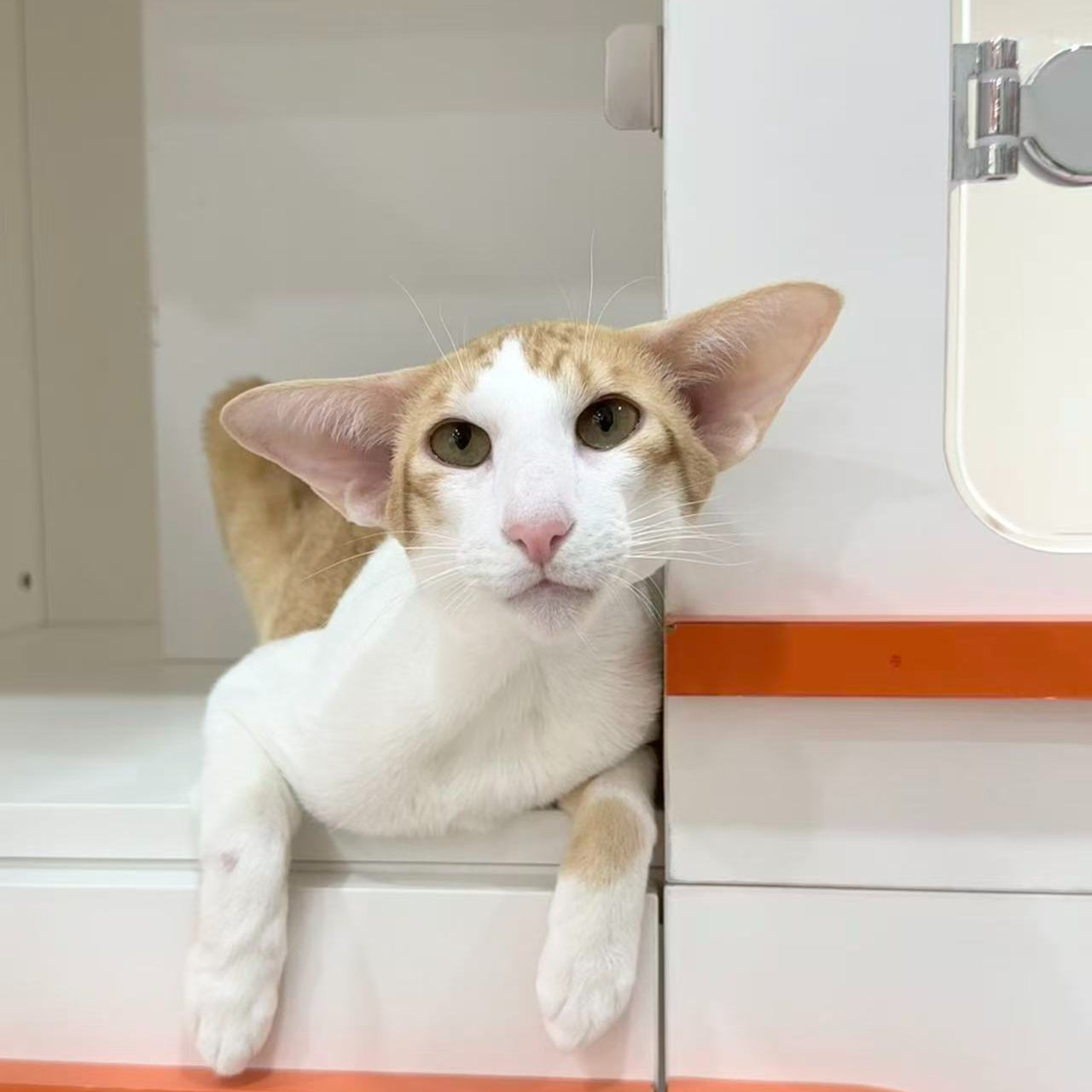 宠域猫东方短毛猫红白弟弟