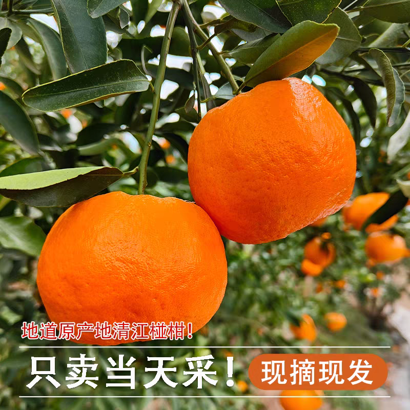 长阳清江椪柑正宗橘子脐橙当季新鲜水果口感好产地直发