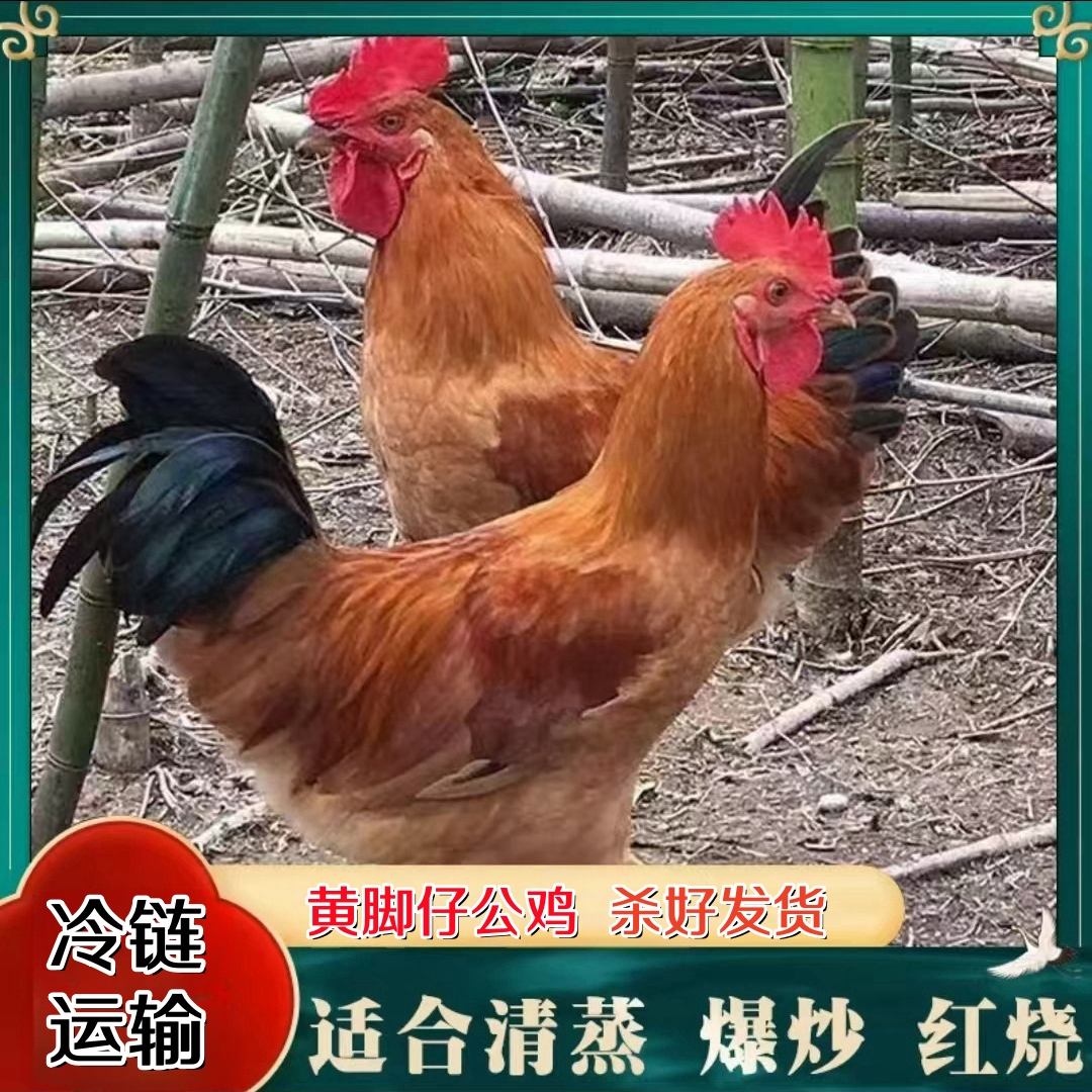 【A】农家放养土公鸡 仔公鸡 发4只净重共8斤 带内脏