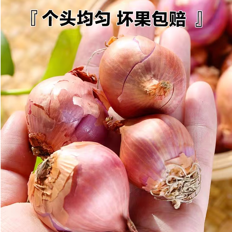 东北小笨毛葱5斤装