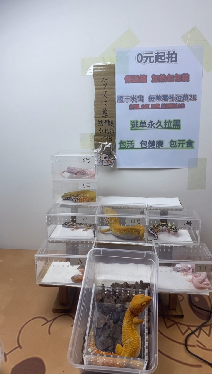 豹纹守宫豹纹守宫幼苗亚成体成体肥尾