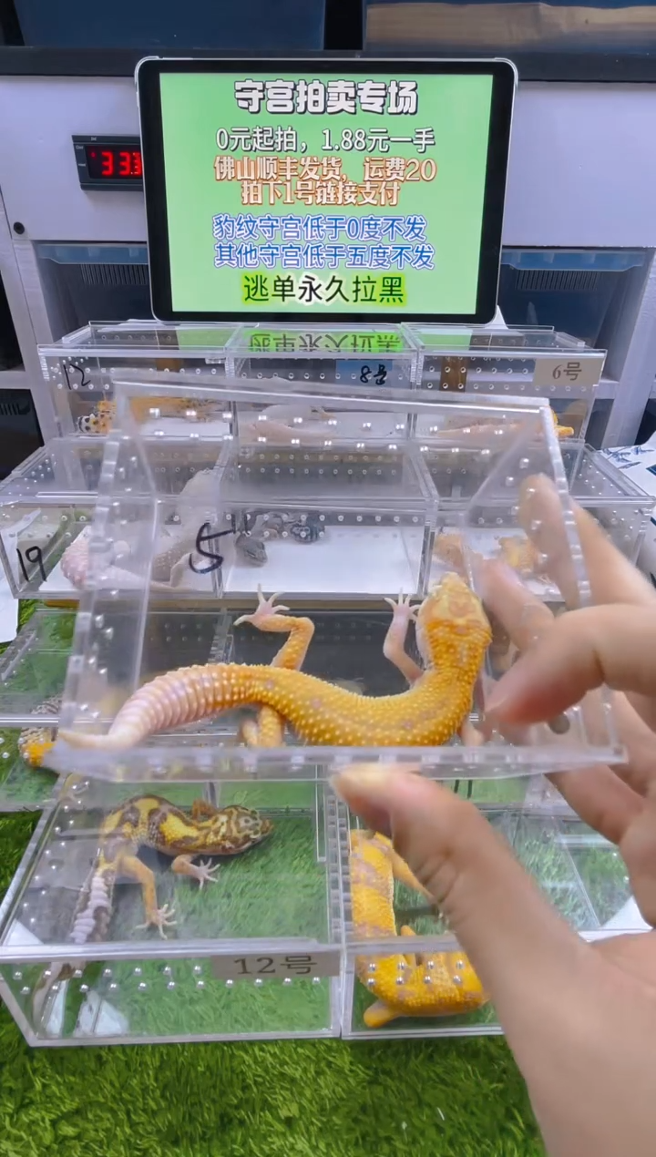 豹纹守宫豹纹肥尾苗子亚成成体