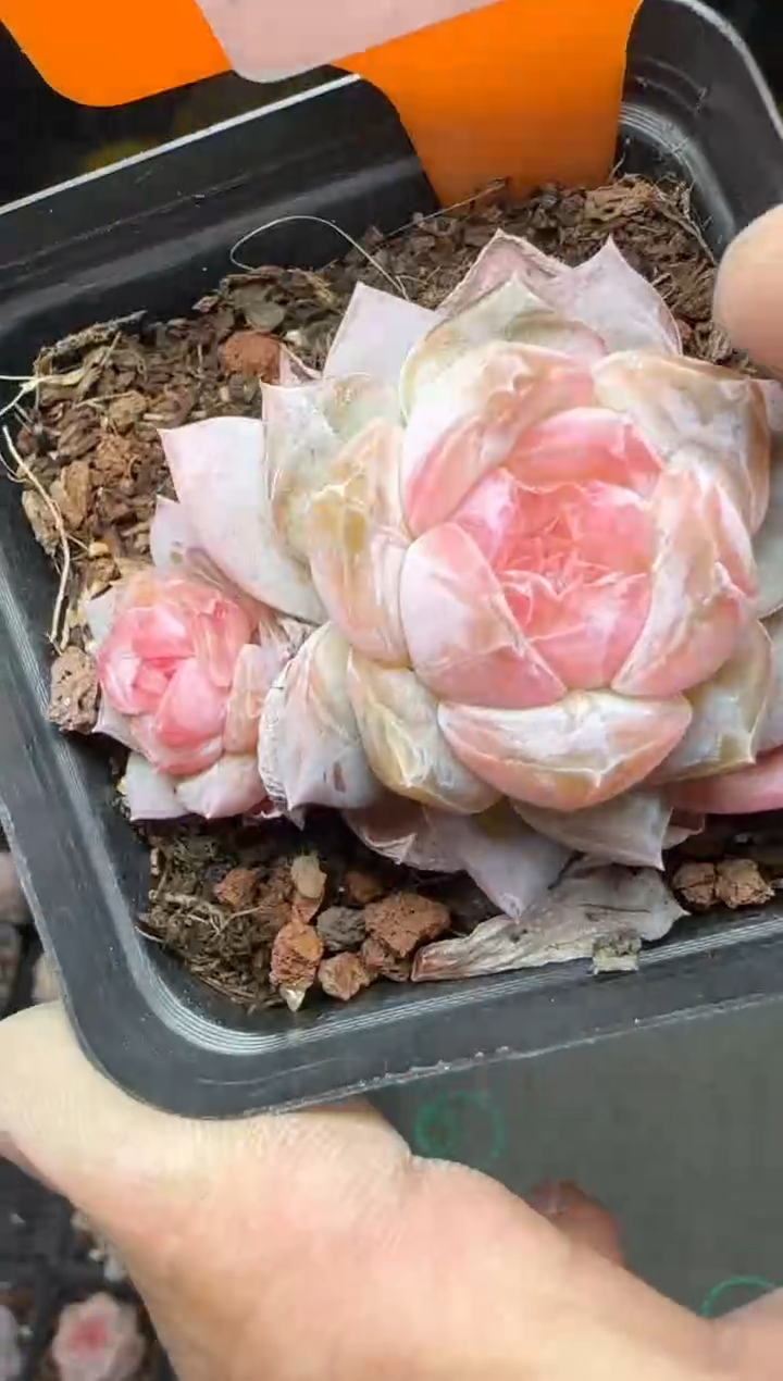 【闪购商品】一物一拍0214—318