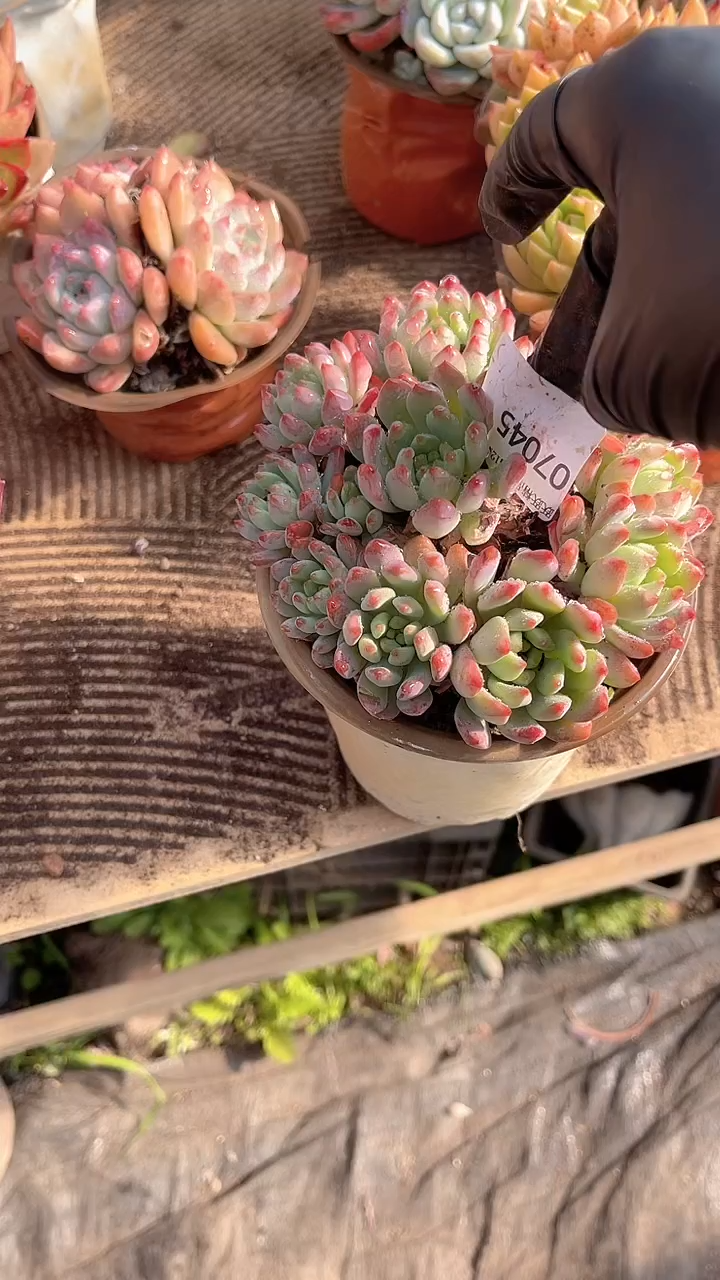 去****方跃跃精品多肉07045