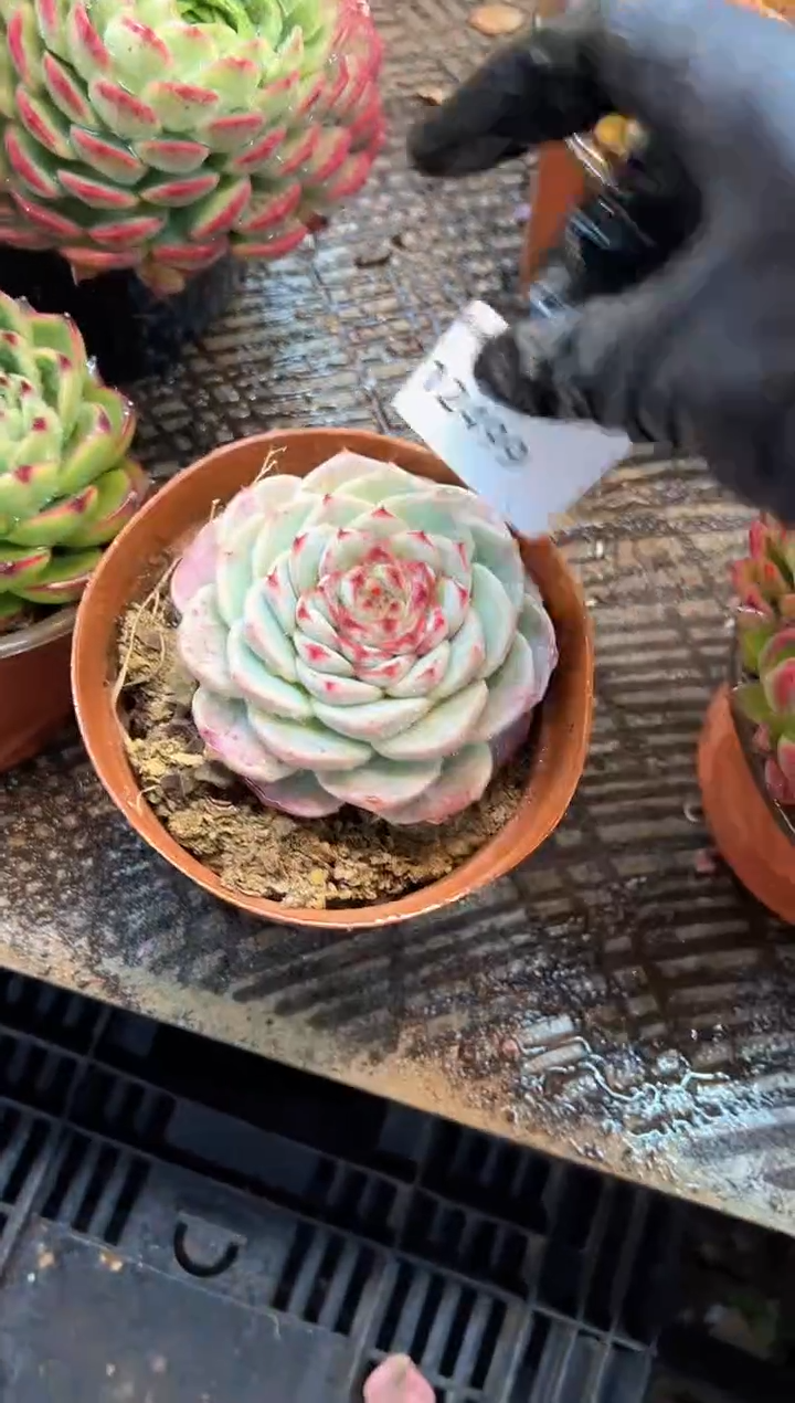 ?****?多肉植物一物一拍21499