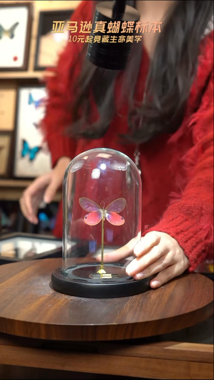 玫瑰绡眼蝶小号玻璃罩