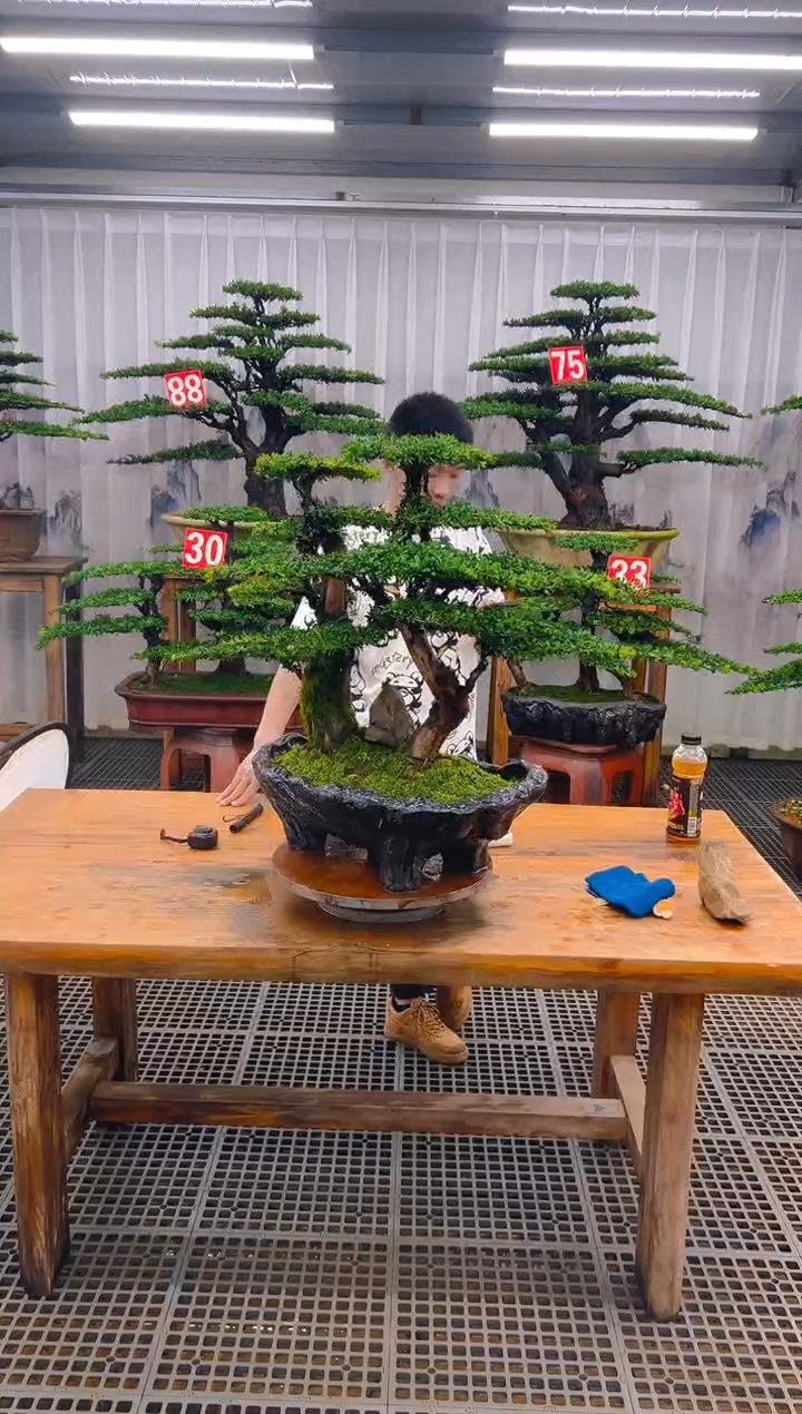 无花朵涛****1精品盆景直播间一物一拍