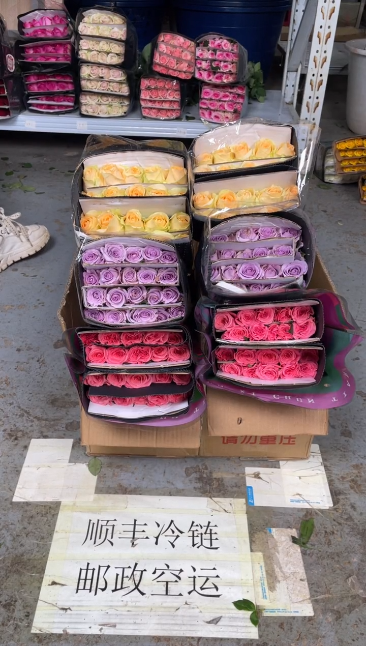 少女梦镜20枝+海洋之歌20枝+香槟20枝