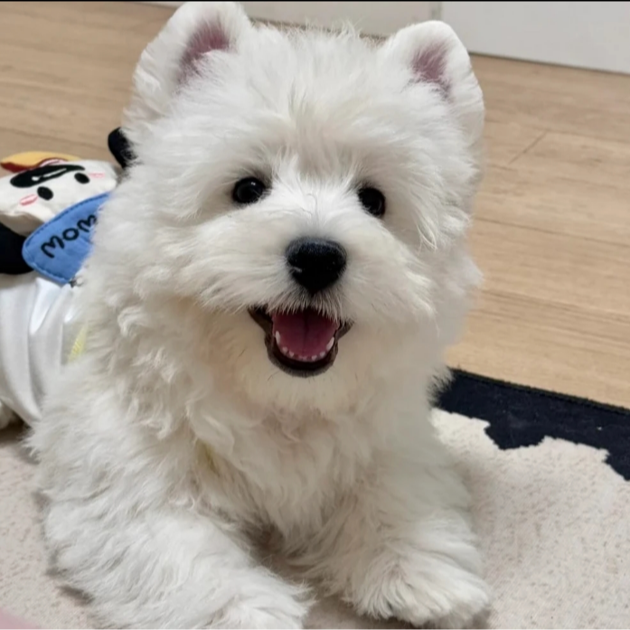 【帅博家】精品家庭伴侣犬