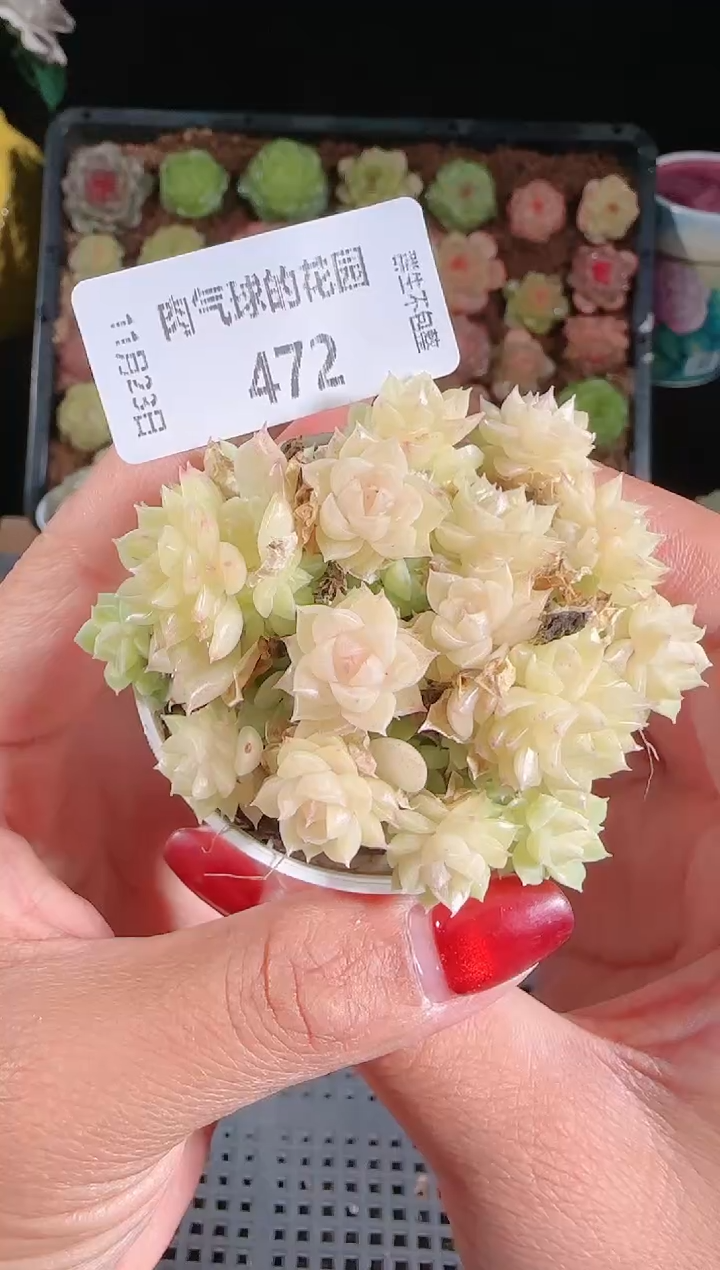 1123-472群生不包整