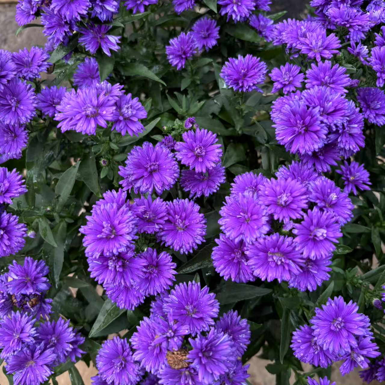  翠菊紫菀 多季节开花 耐热花货量大 新手易养护盆栽