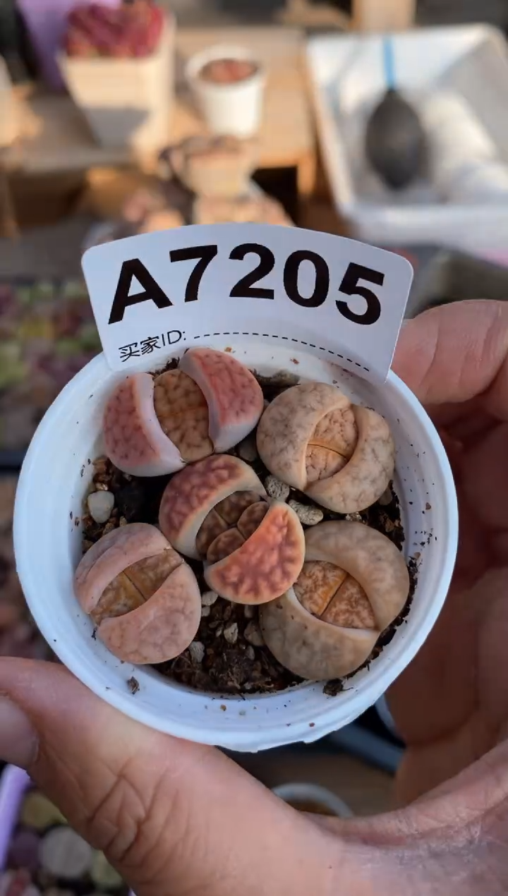 【闪购商品】7205直播间一物一拍