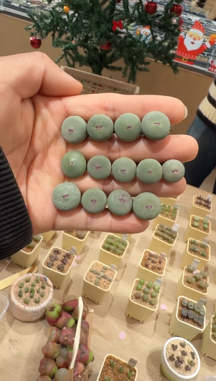 330多肉植物肉锥DOWS红嘴一颗