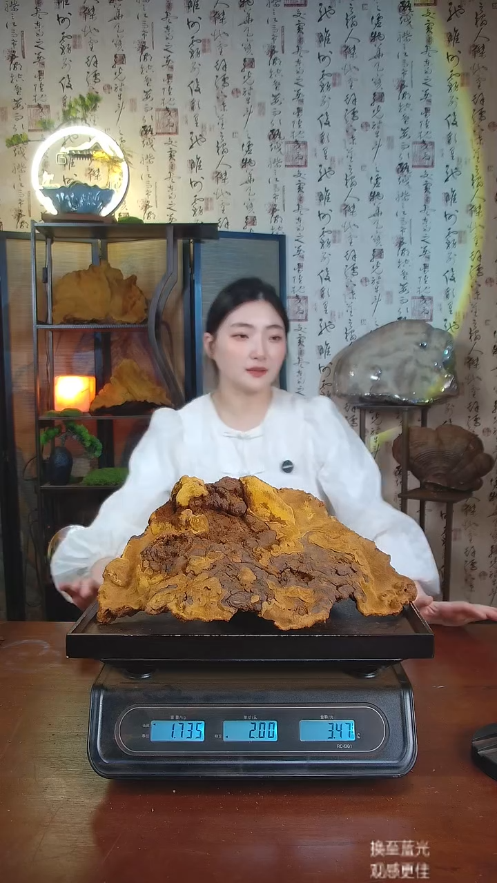 松针层孔菌中国大陆【藏区 野生】松树桑黄（3.47斤）30-40年份