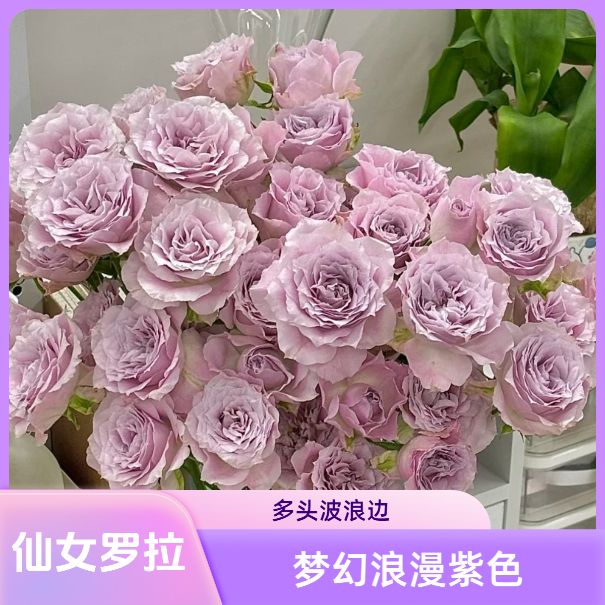 黑哥的花园仙女罗拉月季如梦如幻浅粉紫色耐开抗病耐热庭院盆栽