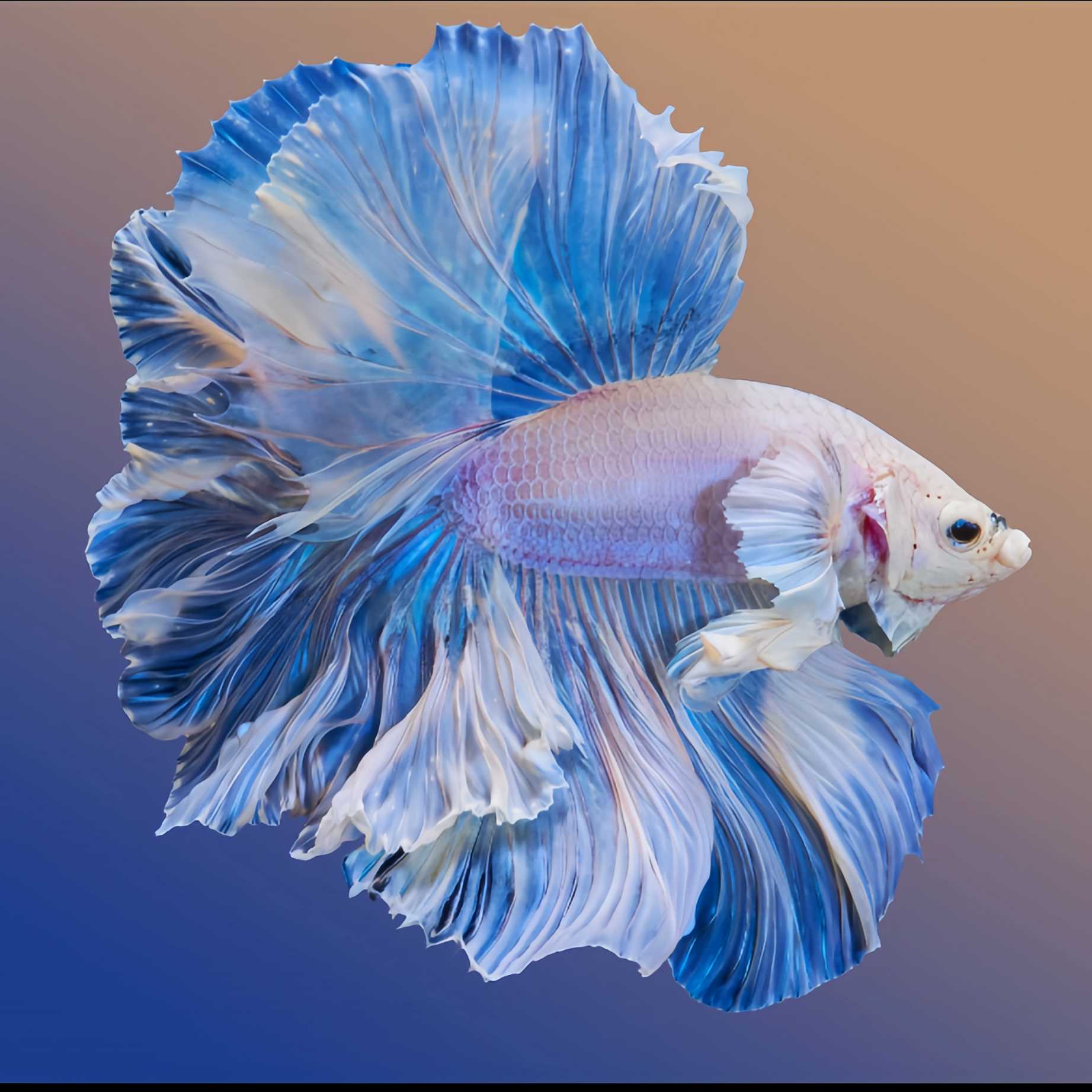 A4(073~096)小型热带观赏鱼斗鱼（直播间选鱼）