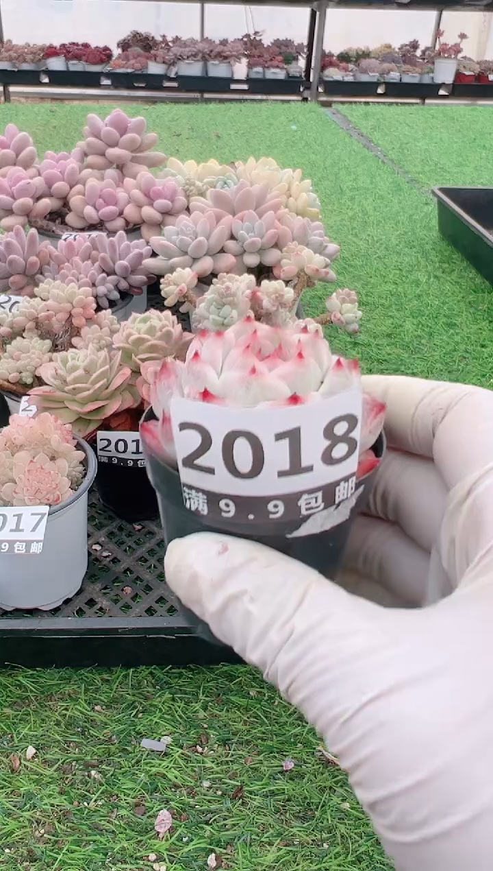【闪购商品】信福多肉一物一拍