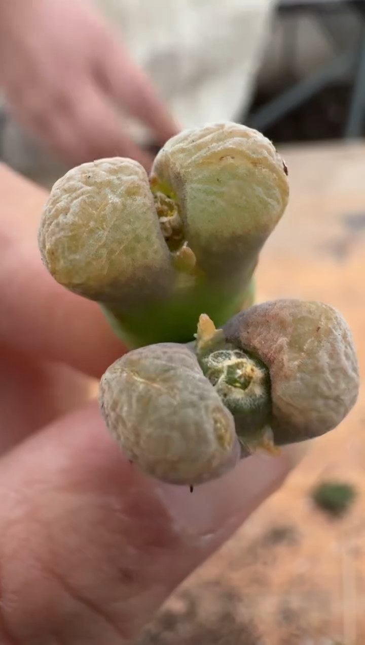 【闪购商品】2.5-304