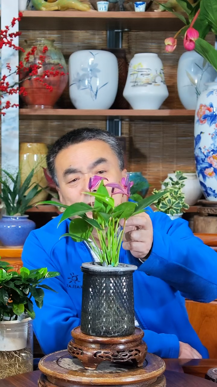 全部花苞沐*一 水之韵水培香妃