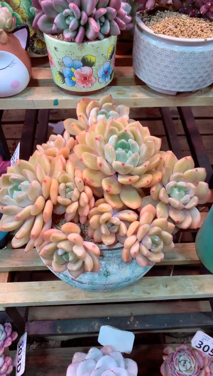 311D（一物一拍，精品多肉，w所见即所得 ）