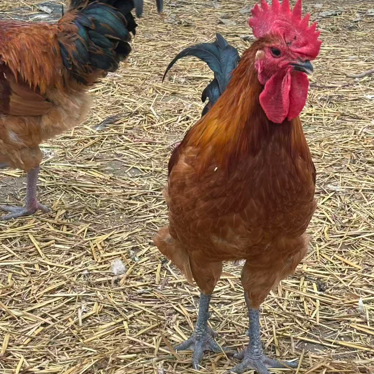 8个月散养黑腿公鸡（8-9斤）【默认宰杀】