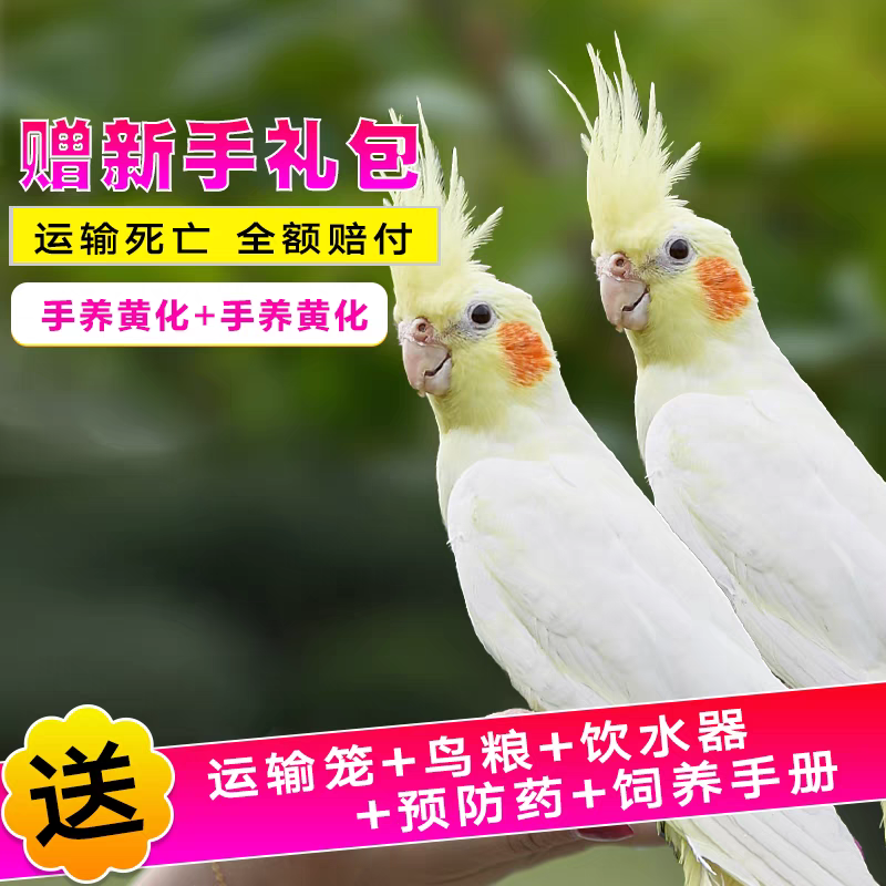 手养亲人玄凤鹦鹉活体小型