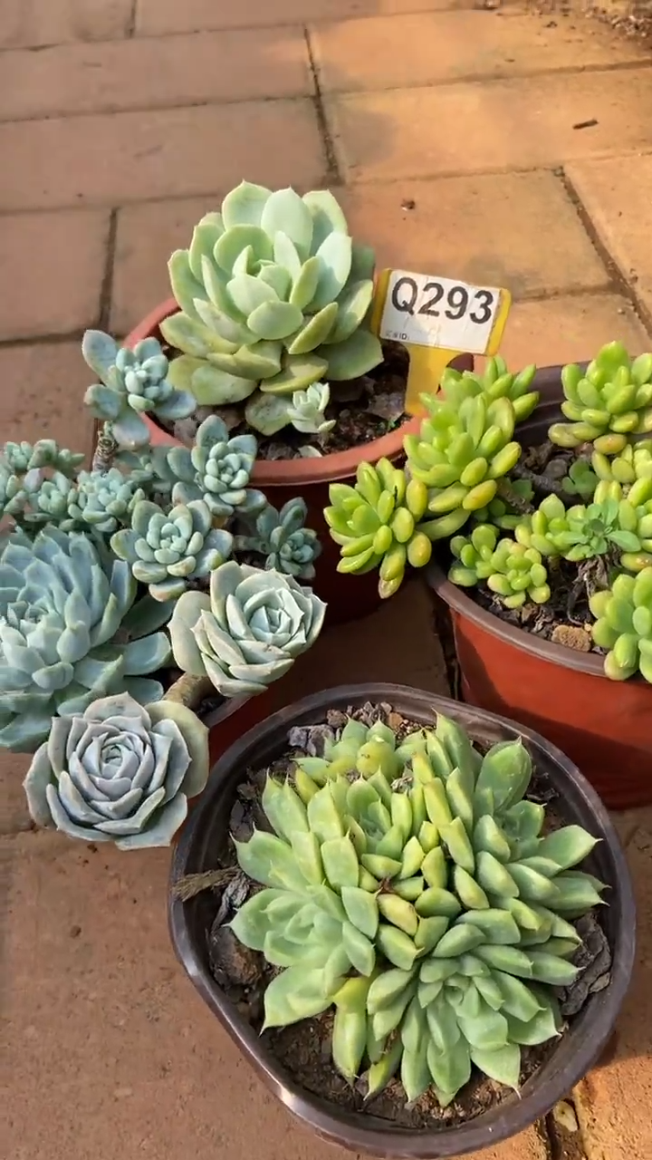 Q293多肉组合默认脱土发货