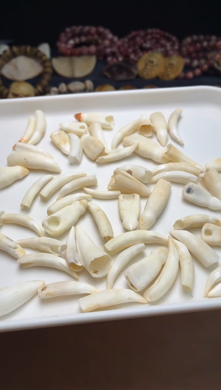 鳄鱼牙吊坠杂件182-鳄鱼牙2个
