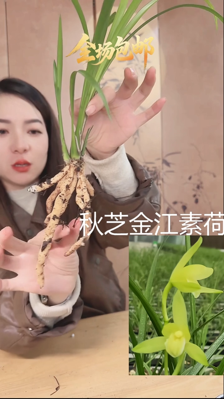 当前无花栽培后可以开花：秋芝金江素荷