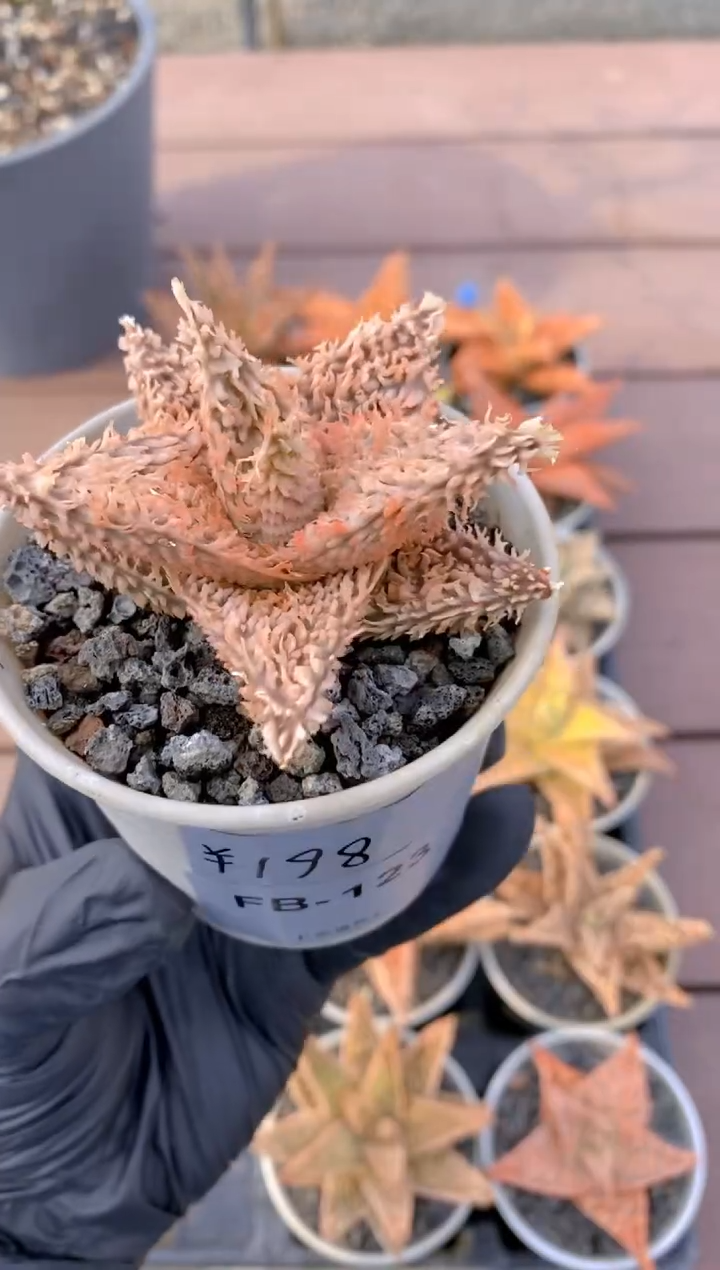 【闪购商品】园艺芦荟FB-123