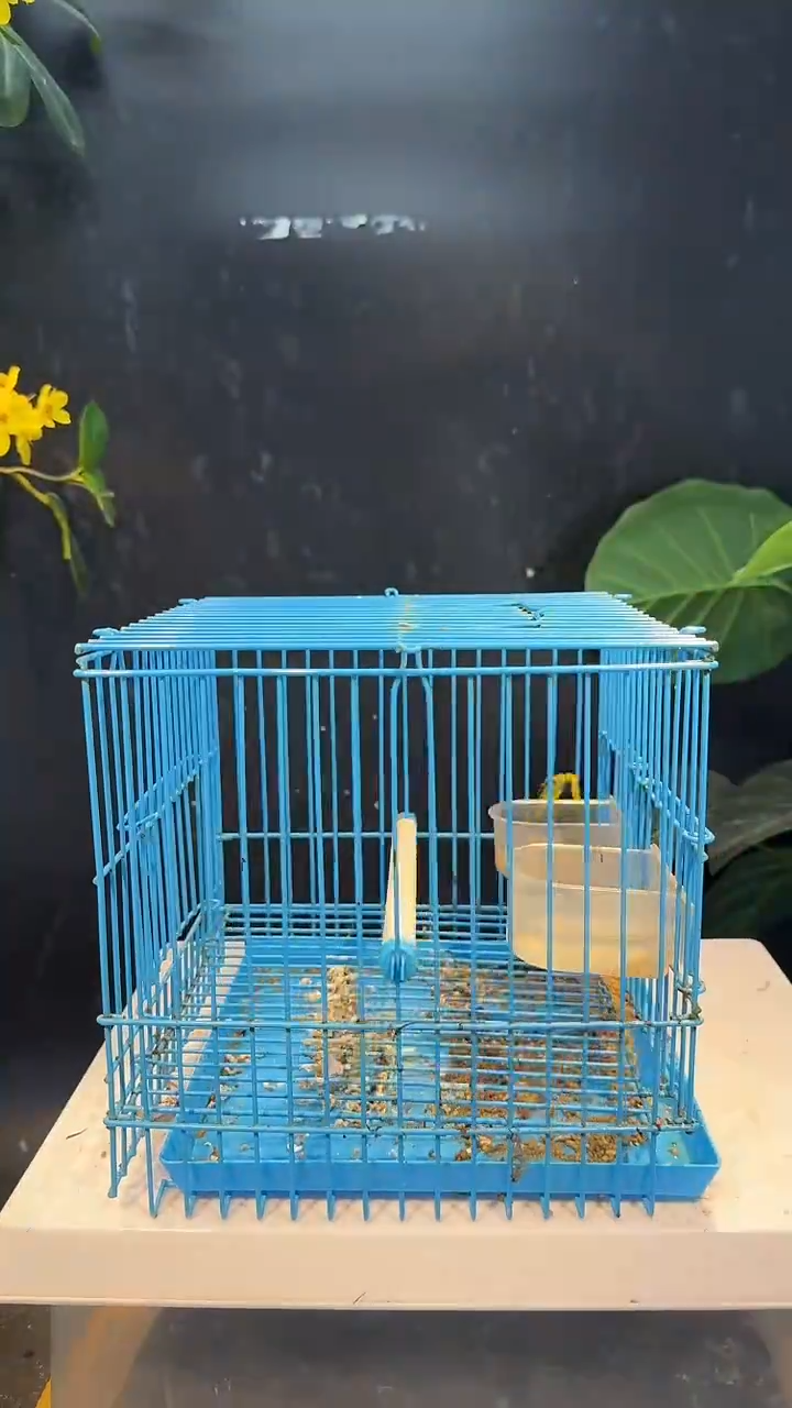 虎皮鹦鹉80号   黄颊养笼0元起拍