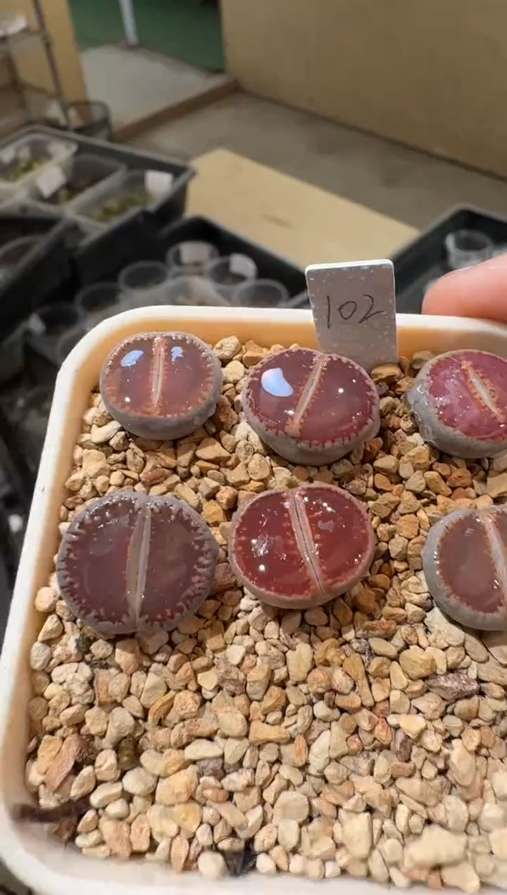 9-241多肉植物肉锥KO一颗